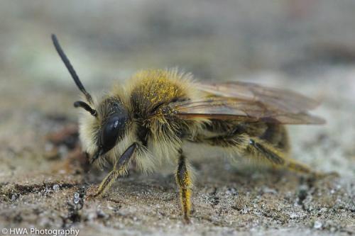 Andrena humilis